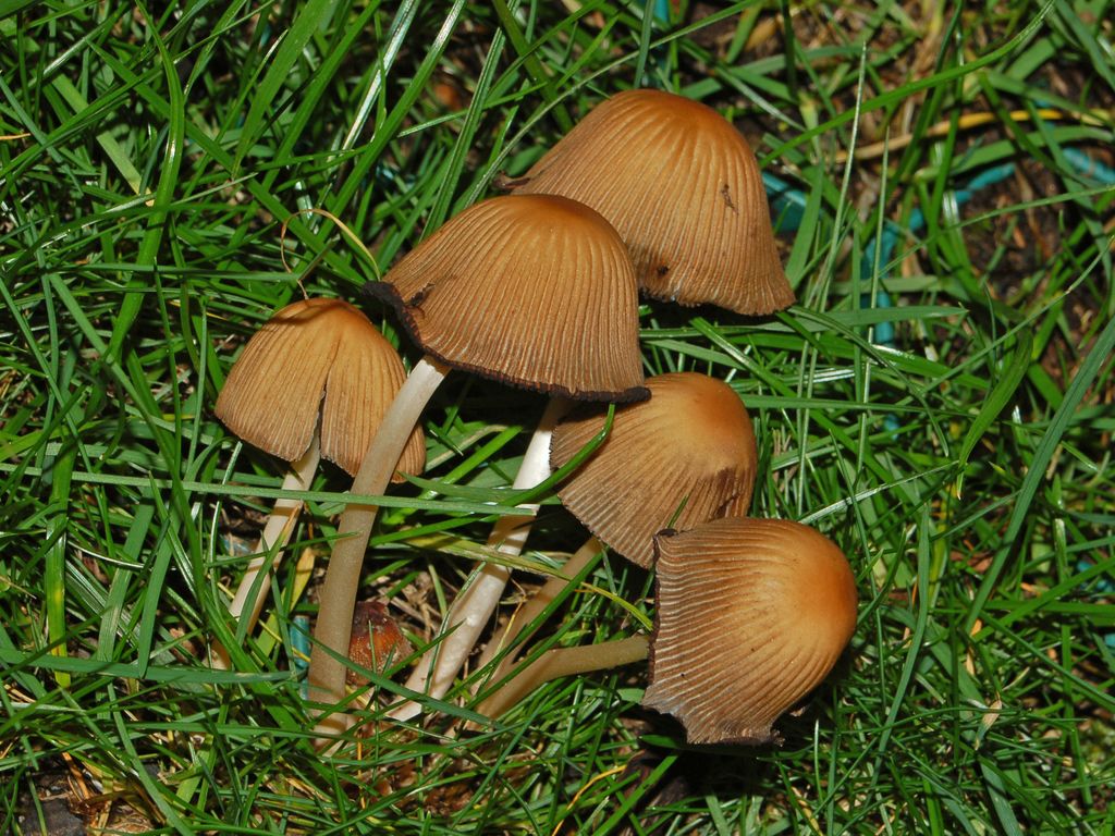 Un gruppetto di piccoli funghi (Coprinellus sp.)